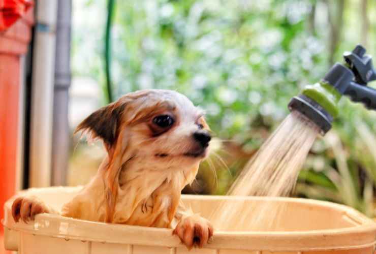 dog having a shower