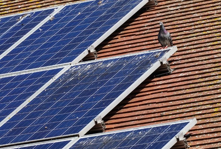bird nesting on top of solar panel
