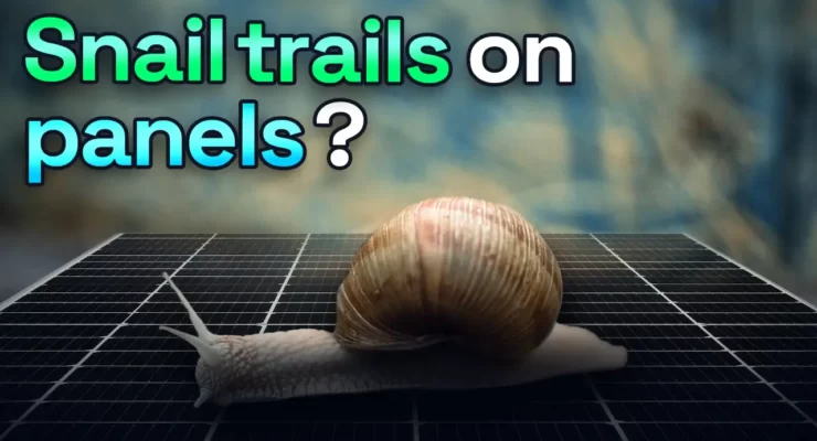 snail trails on solar panels
