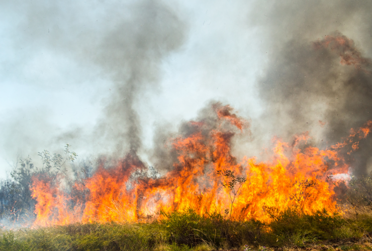 bushfire
