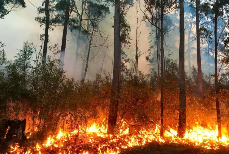 bushfire