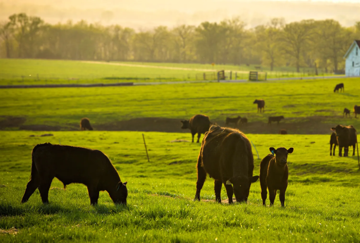 farm