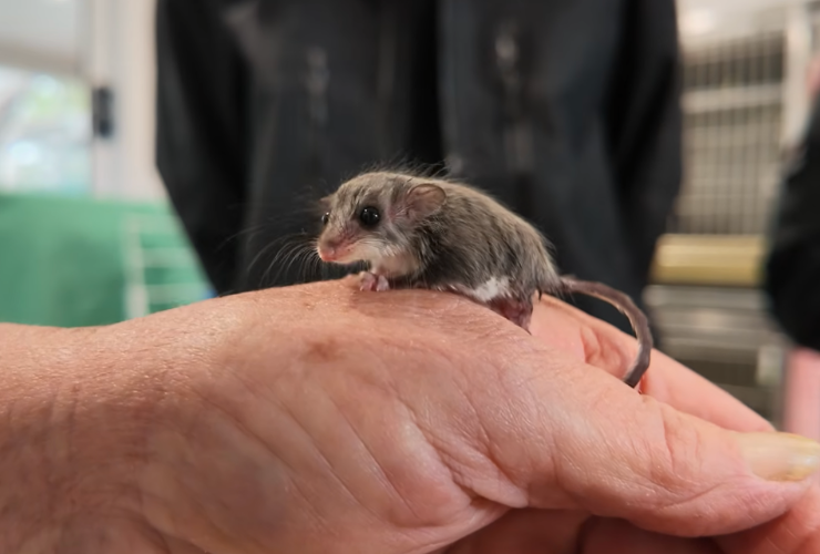 southern cross wildlife care