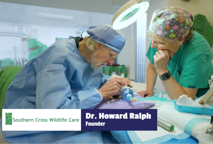 southern cross wildlife care